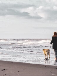 Hond strand Ijmuiden