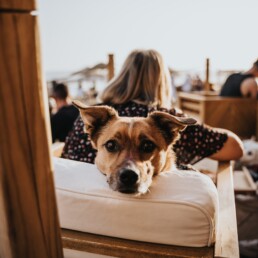 Hond vakantiehuis aan zee